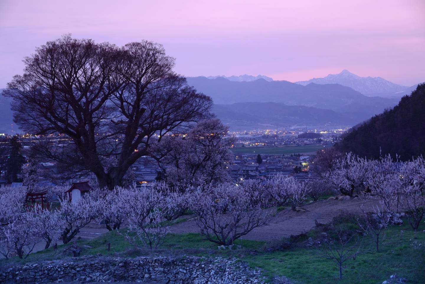 aprikosenblüte in chikamu